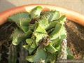 Faucaria tigrina